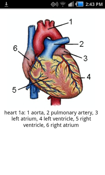 韦氏词典(Merriam-Webster Dictionary)